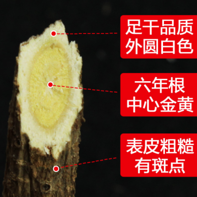 黄芪老北芪绵芪