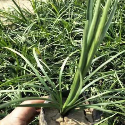 麦冬小苗供应基地