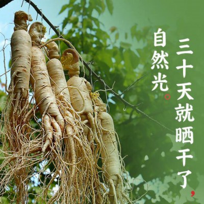 山参生晒参长白山人参片东北特产