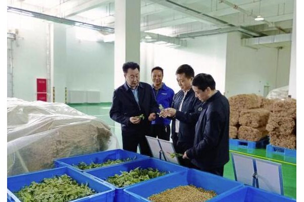 甘肃上半年中药材出口增幅逾